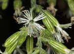 Blue ridge catchfly